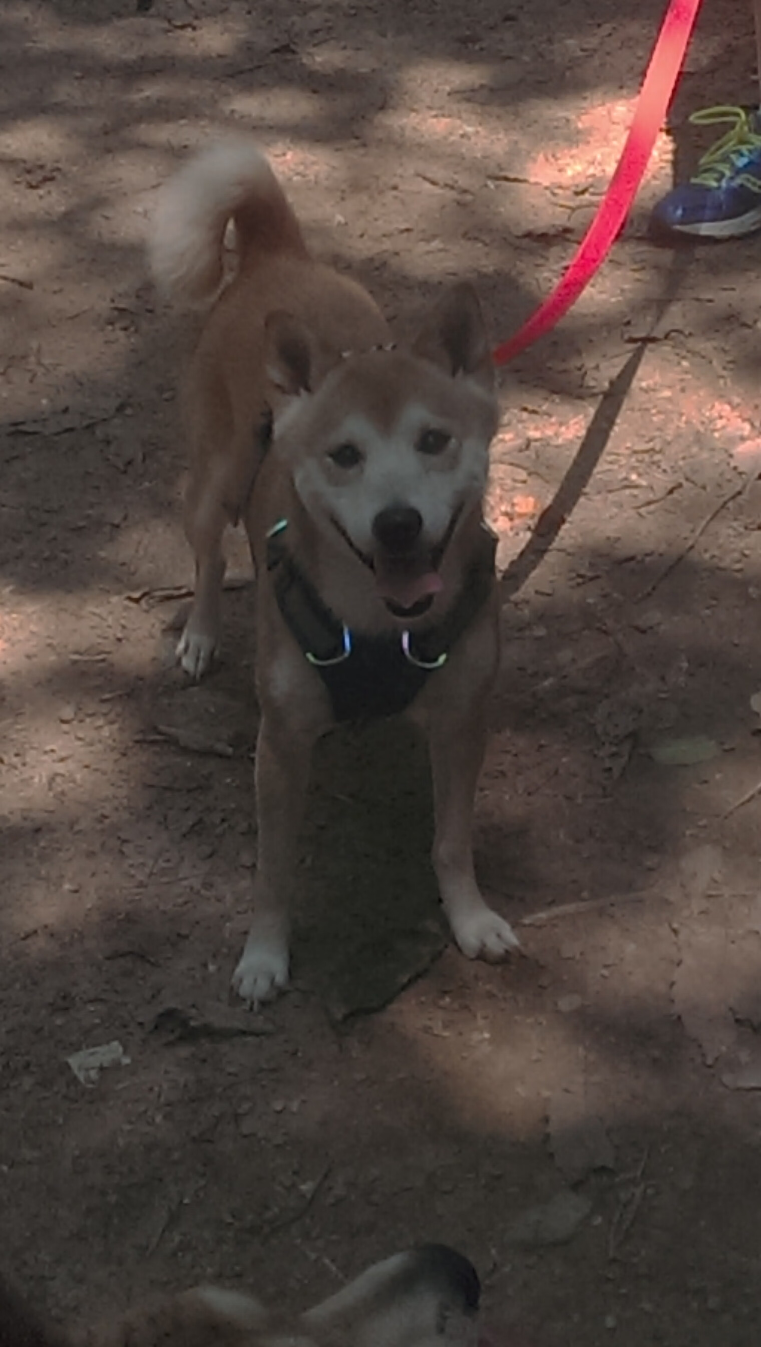 三秒钟的重量，马里绝杀背后，那个叫莱万的沉默屏障