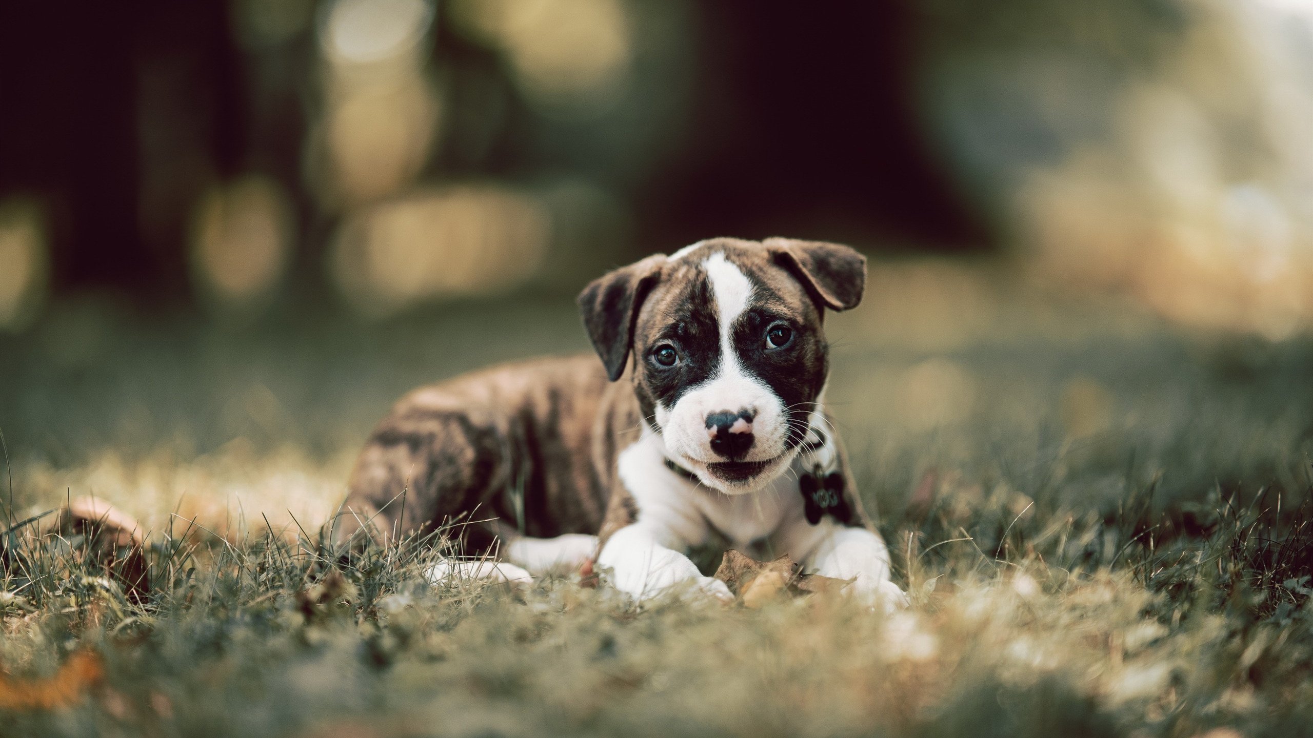 戈贝尔关键封盖定乾坤,雄鹿力克森林狼迎连胜