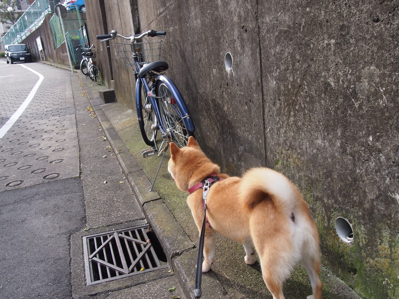 时空交错,戈贝尔梅开二度助鹈鹕加时力克绿军