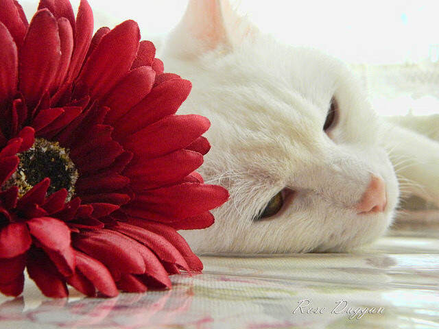 巴雷拉的关键节点艺术，拉齐奥对阵比利亚雷亚尔中的连续得分传奇