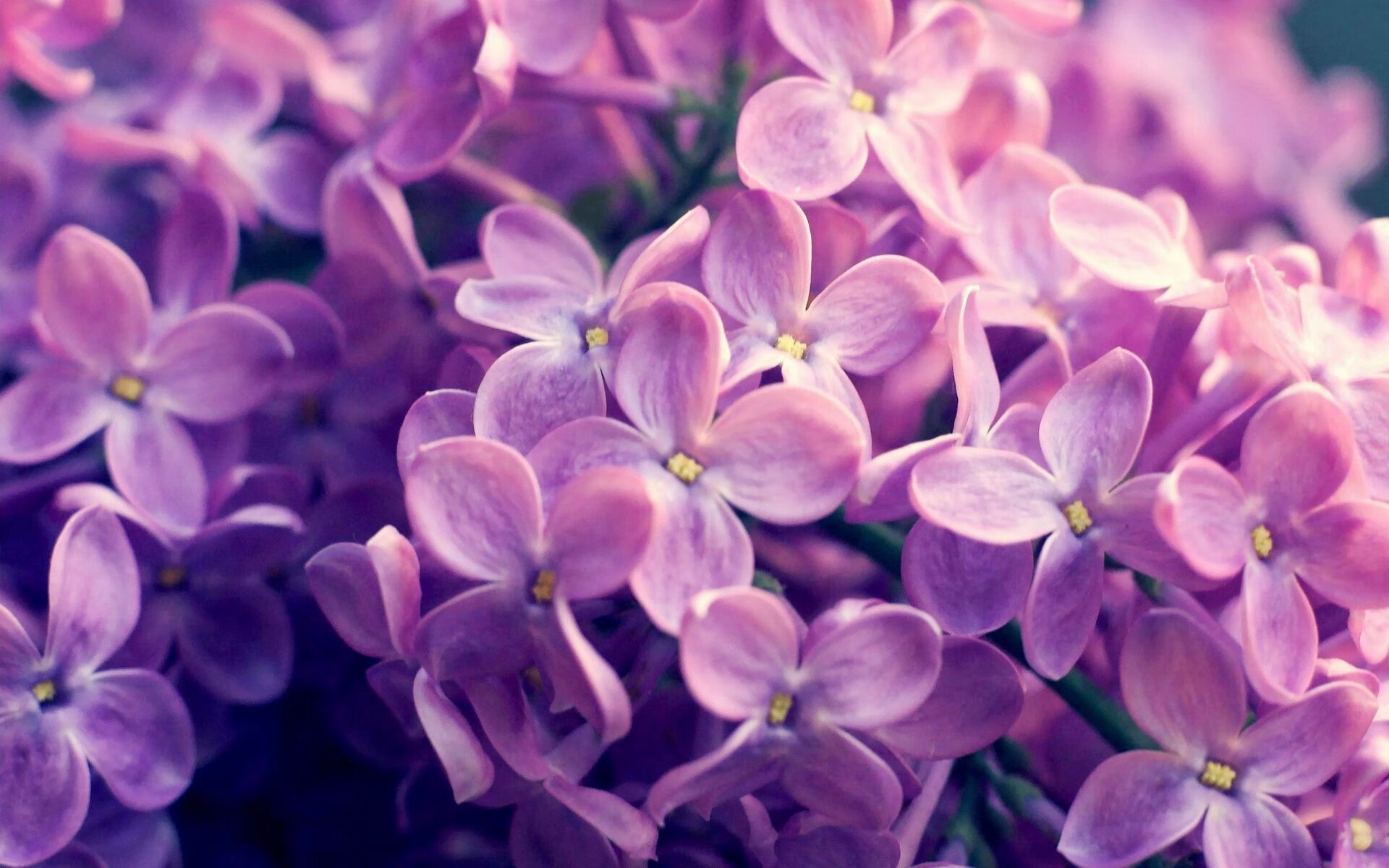 孟菲斯禁飞区，小贾伦筑起叹息之墙，灰熊青年军正面击溃字母哥与雄鹿