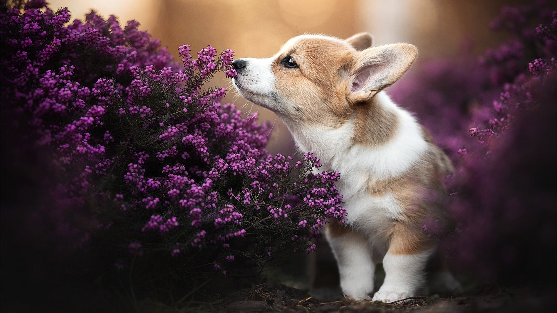 绿茵双重奏，拉什福德完美个人秀与哥斯达黎加团队压制风暴