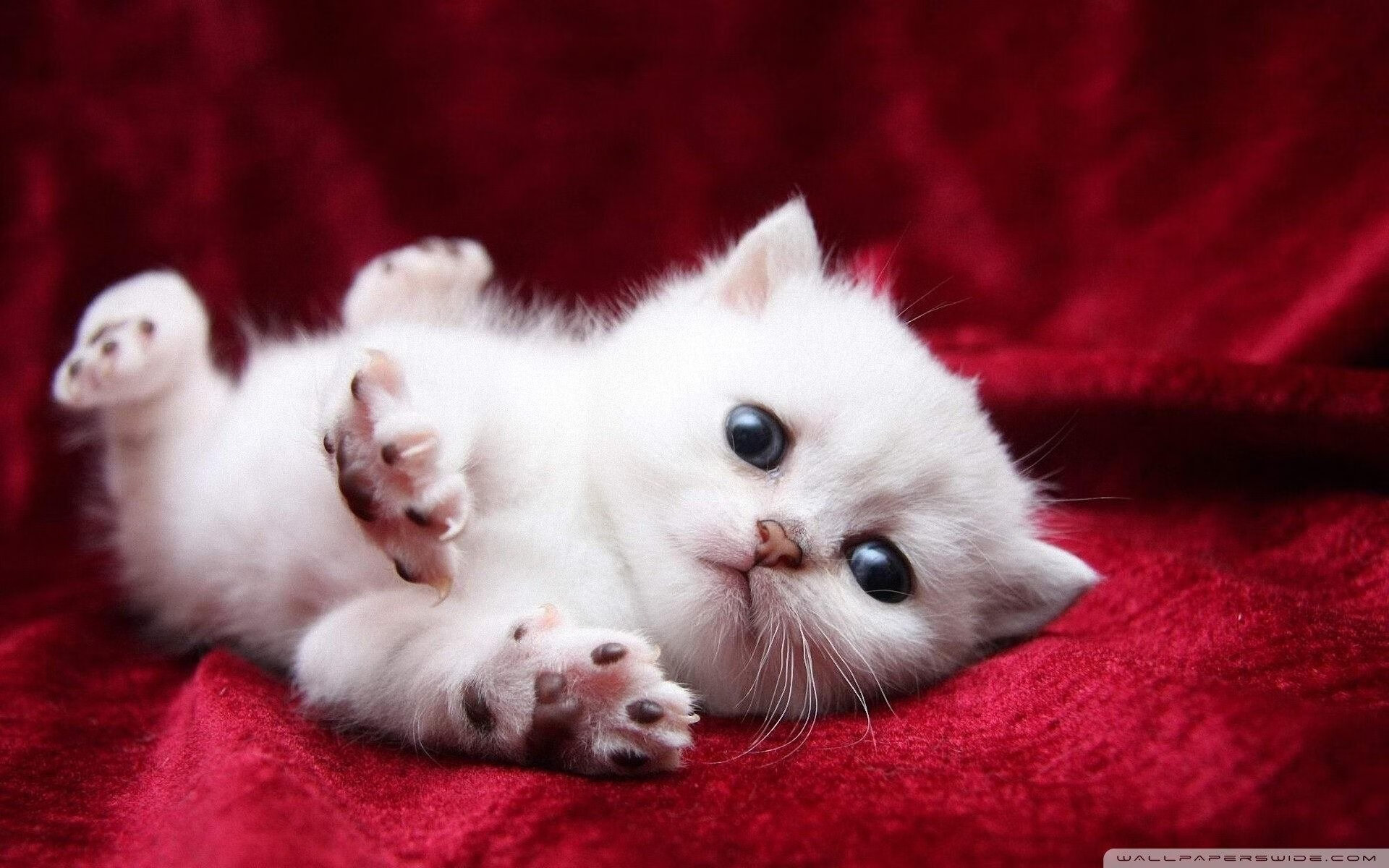 艺术家的笔，勇士的心，欧文史诗之夜引领公牛速胜猛龙