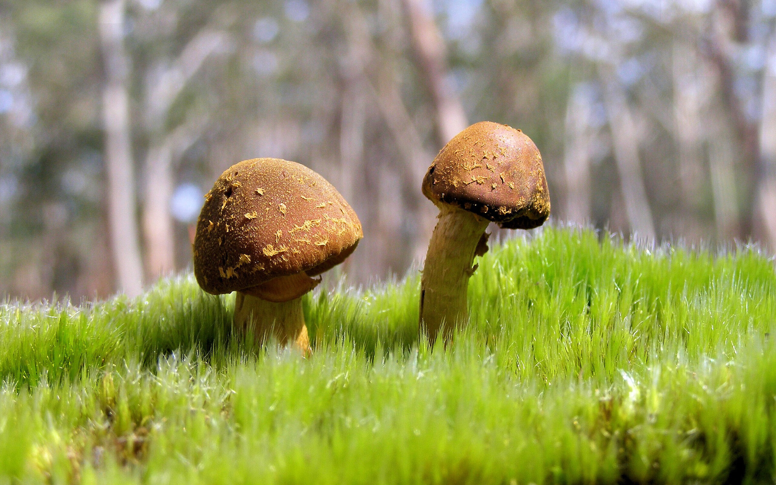 当意甲焦点战变成错位狂欢，范弗利特用篮球数据踢爆足球之夜