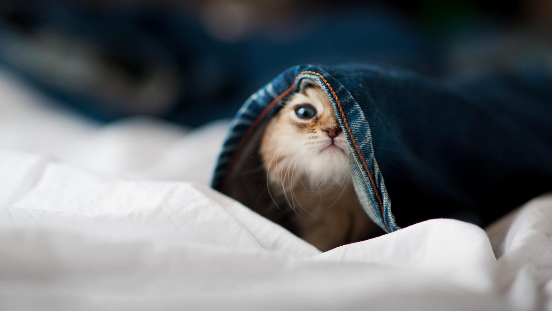 猛虎苏醒，当马克西的利爪撕裂老鹰的防线，尼克斯宣告王者归来